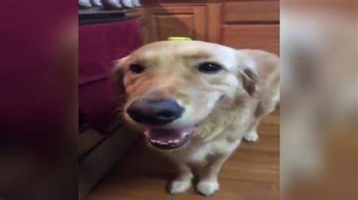Butterdog Know Your Meme