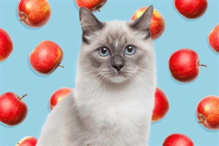 Can Cats Eat Apples? Are Apples Bad for Cats?