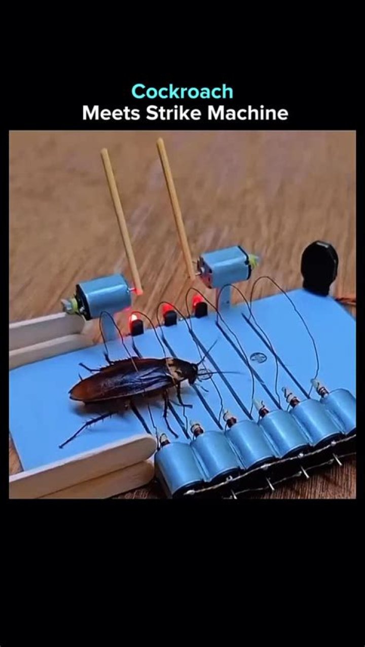 Cockroach Torture YouTube