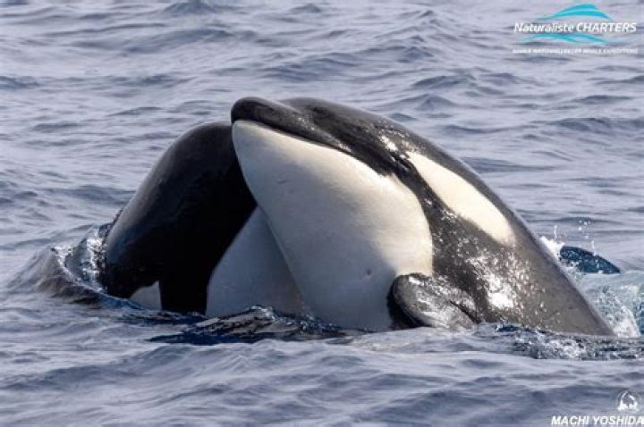 Do Orca Killer Whales Eat Moose? Dutch Shark Society