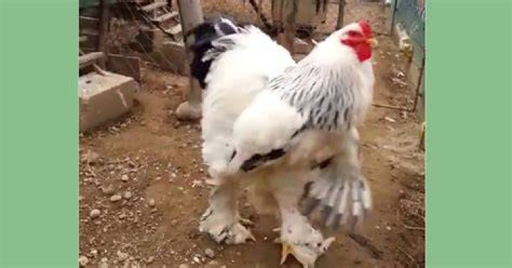 This giant chicken is ruffling feathers all over the